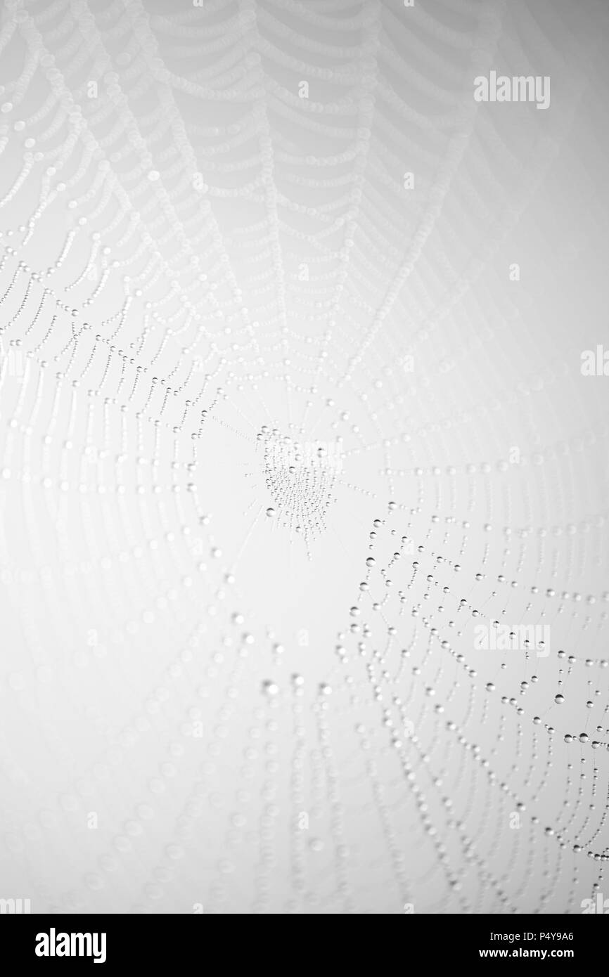 Spiders web avec rétroéclairage rosée du matin Banque D'Images