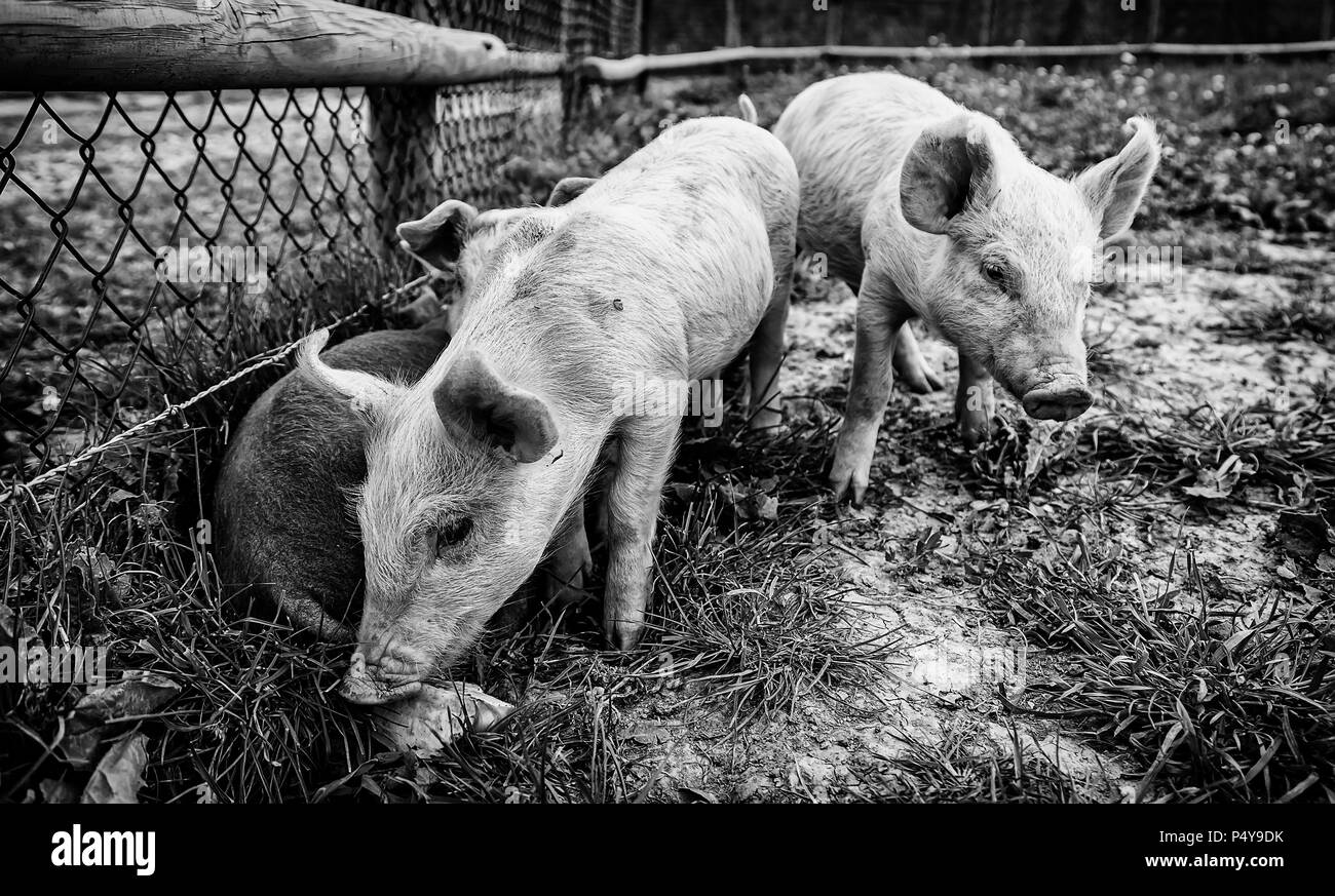 Petits cochons sur une ferme, les détails des mammifères, de la faune Banque D'Images