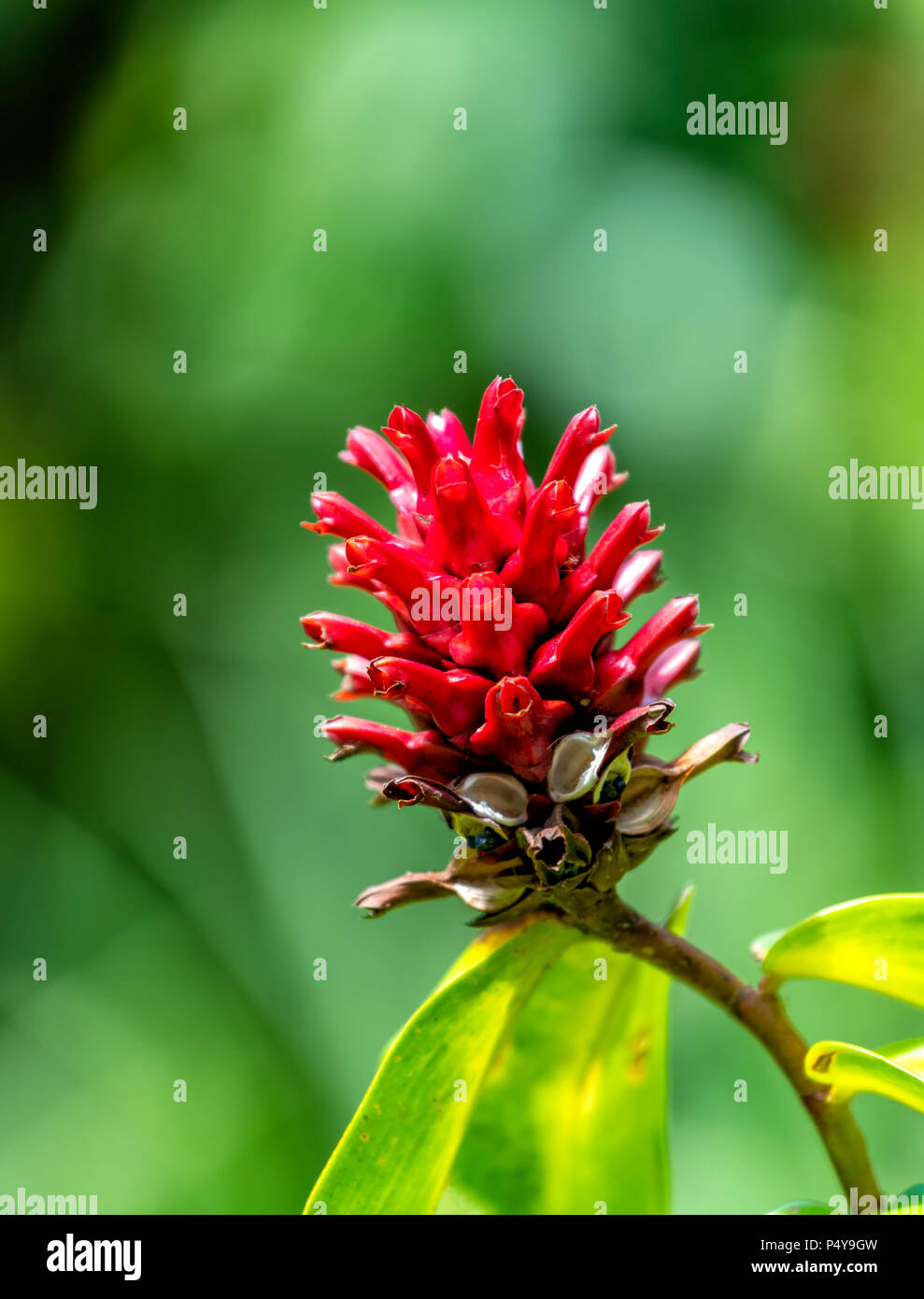 Fleur rouge exotique dans la forêt tropicale de Sandakan, Malaisie, Bornéo Banque D'Images