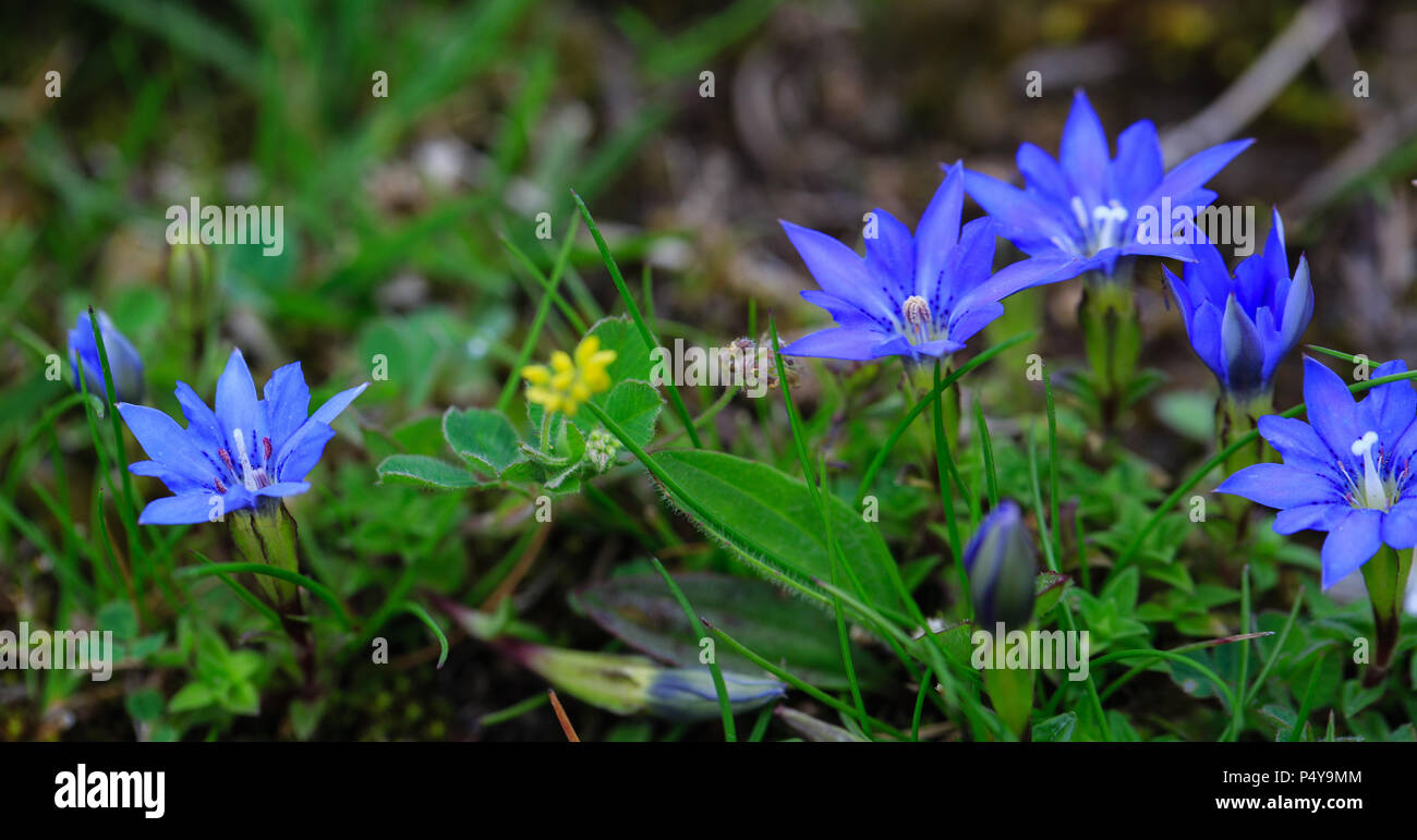 Gentiane bleue fleurissent en pré alpin Banque D'Images