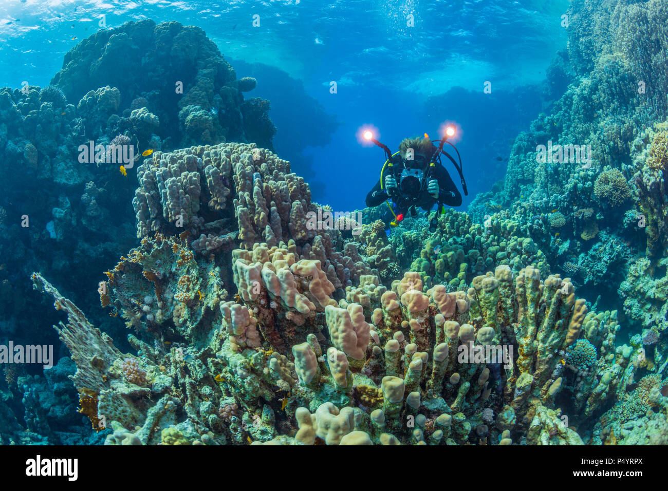 Diver avec caméra vidéo près de la barrière de corail, Mer Rouge, Egypte Banque D'Images
