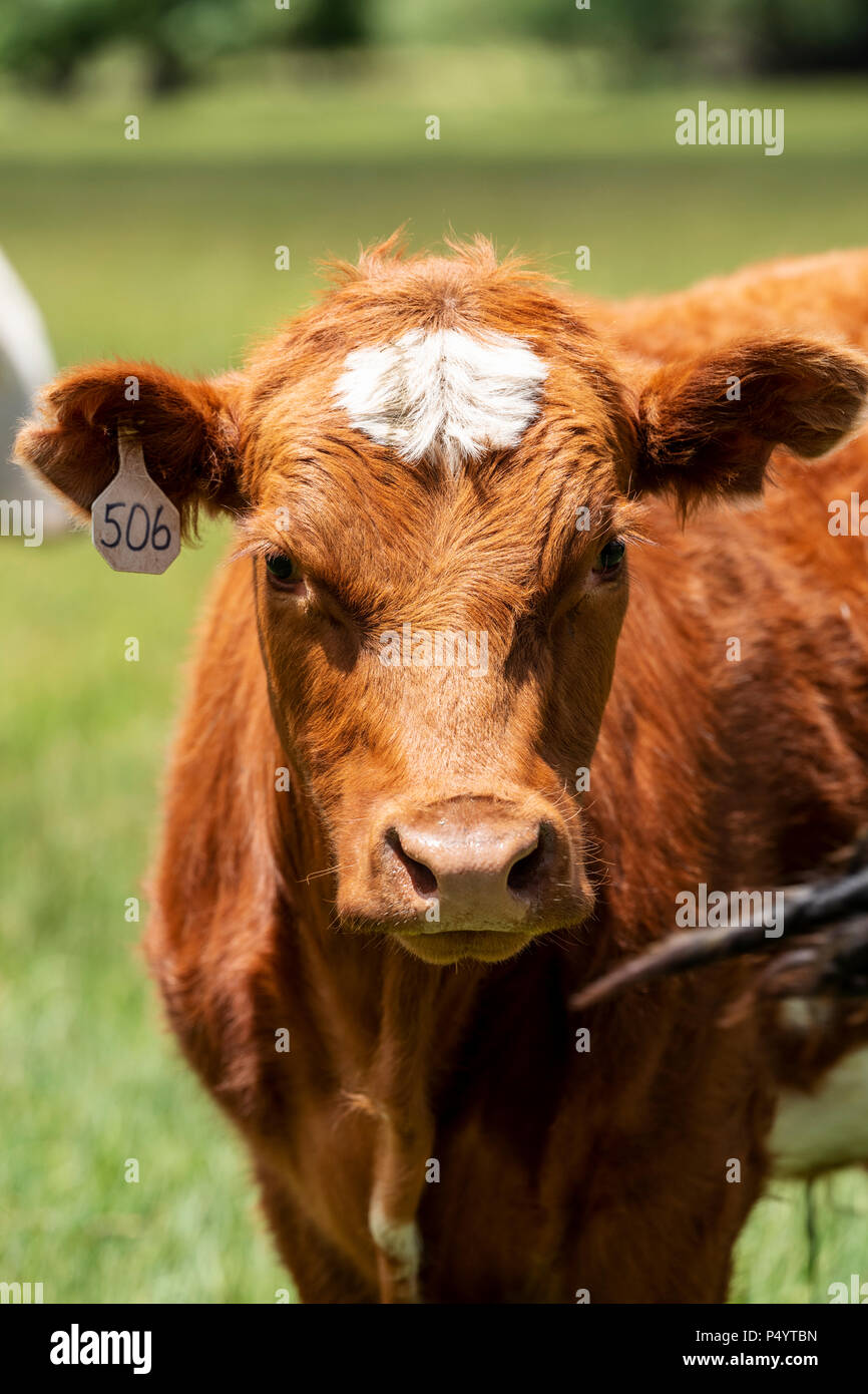 Les génisses, les bovins, pâturage ranch à côté de petite ville de montagne de Salida, Colorado, USA Banque D'Images