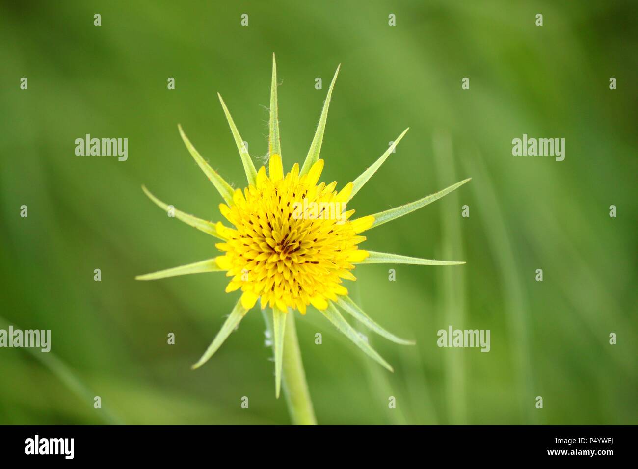 Fleur jaune Banque D'Images