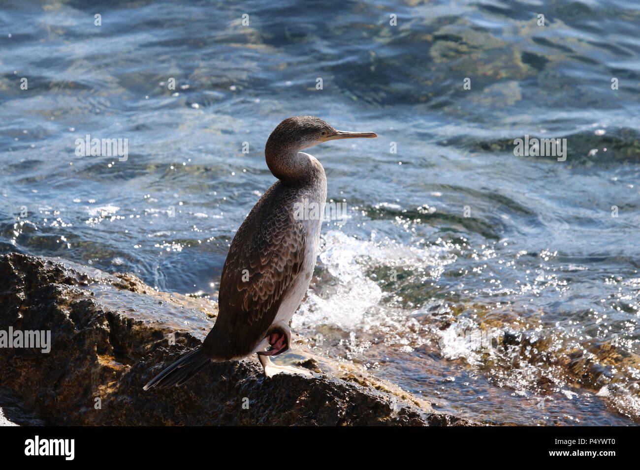 European Shag, ou conjoint de shag (Phalacrocorax aristotelis) une espèce de cormoran, Javea, Costa Blanca, Alicante, Espagne. Banque D'Images