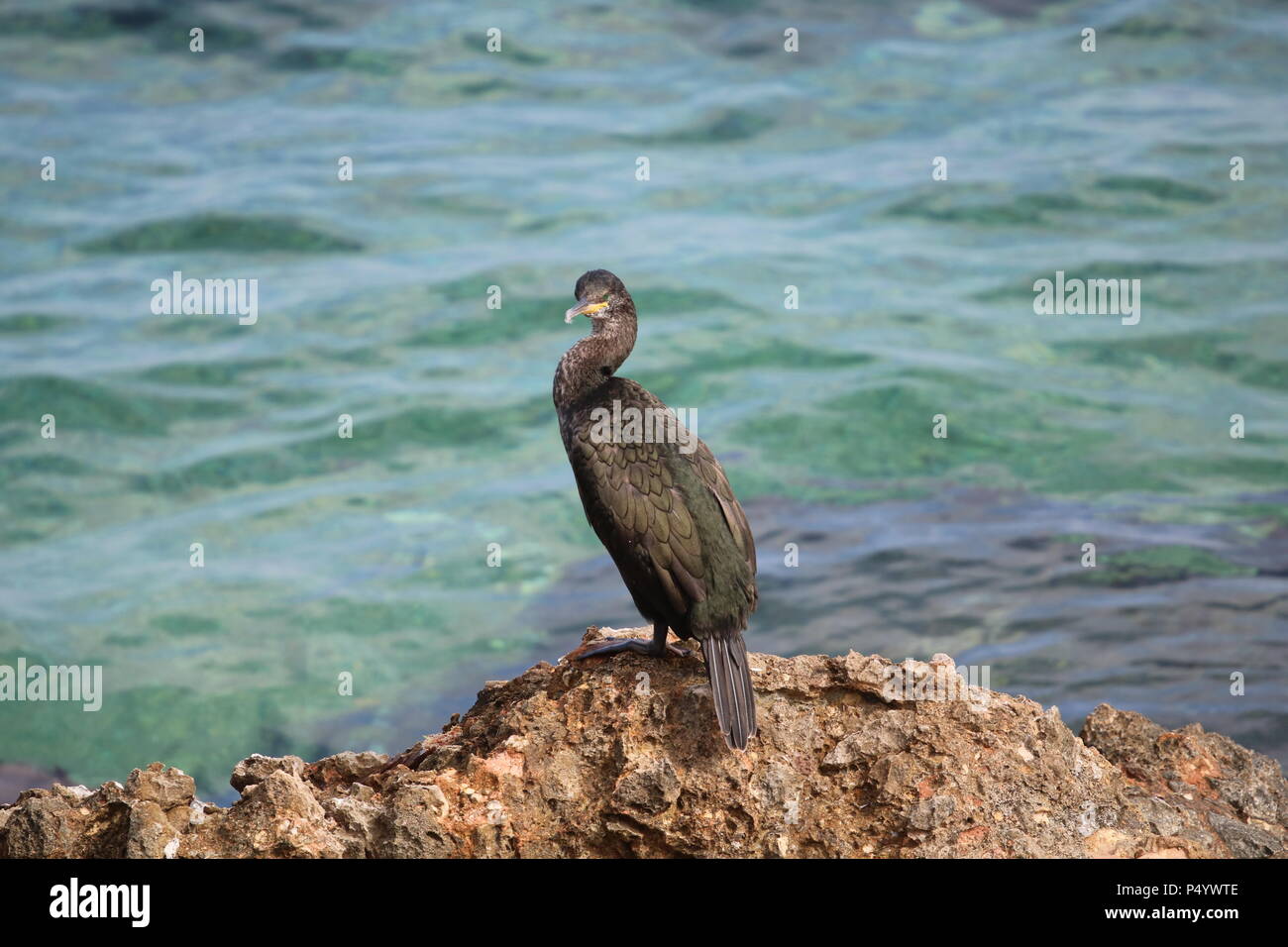 European Shag, ou conjoint de shag (Phalacrocorax aristotelis) une espèce de cormoran, Javea, Costa Blanca, Alicante, Espagne. Banque D'Images