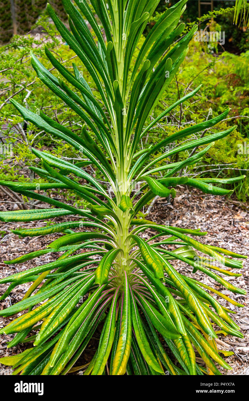 Lobelia boninensis est un type de Campanulaceae qui sont les plantes à fleurs et plus de 400 espèces présentes dans les régions tropicales du monde, ils sont Banque D'Images