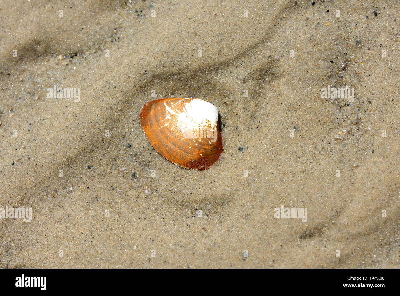 Un coquillage dans le sable de plage à l'Est de stockage froid Dennis, Massachusetts à Cape Cod, USA Banque D'Images