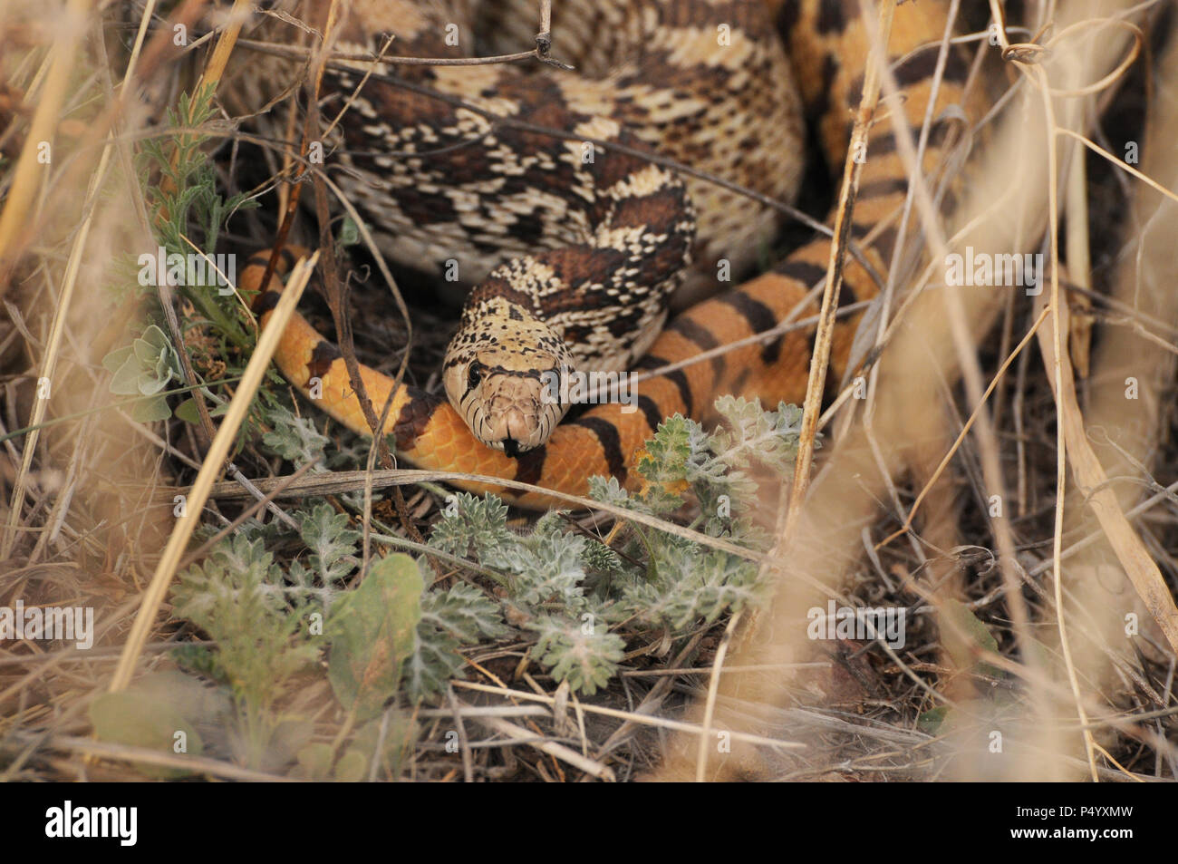 (Pituophis catenifer Couleuvre à un), le long de la route forestière 92, est assis sous les buissons dans les prairies d'les contreforts de la montagne, Santa Rita, Sonoita Banque D'Images