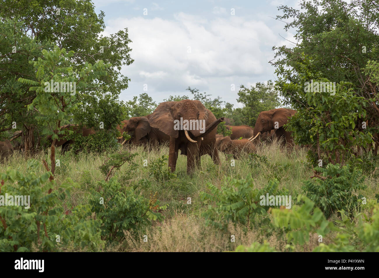 L'éléphant africain (Loxodonta africana) troupeau en savane arborée dans le parc national de Tarangire, Tanzanie Banque D'Images