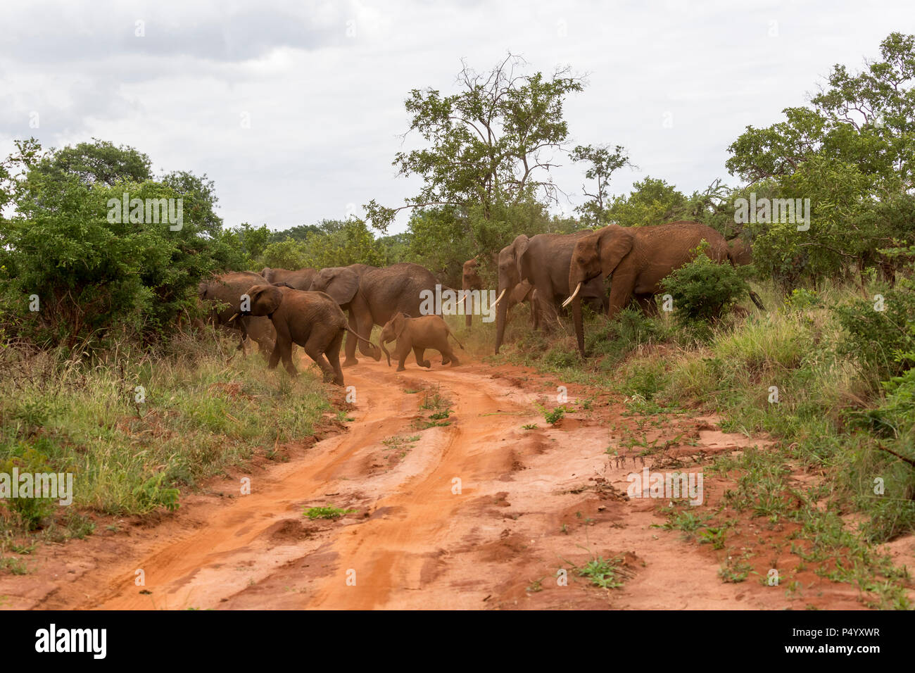 L'éléphant africain (Loxodonta africana) troupeau en savane arborée dans le parc national de Tarangire, Tanzanie Banque D'Images