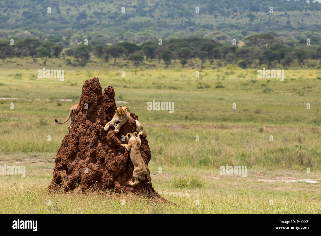 L'African Lion (Panthera leo) fierté reposant sur une termitière dans Parc national de Tarangire, Tanzanie Banque D'Images