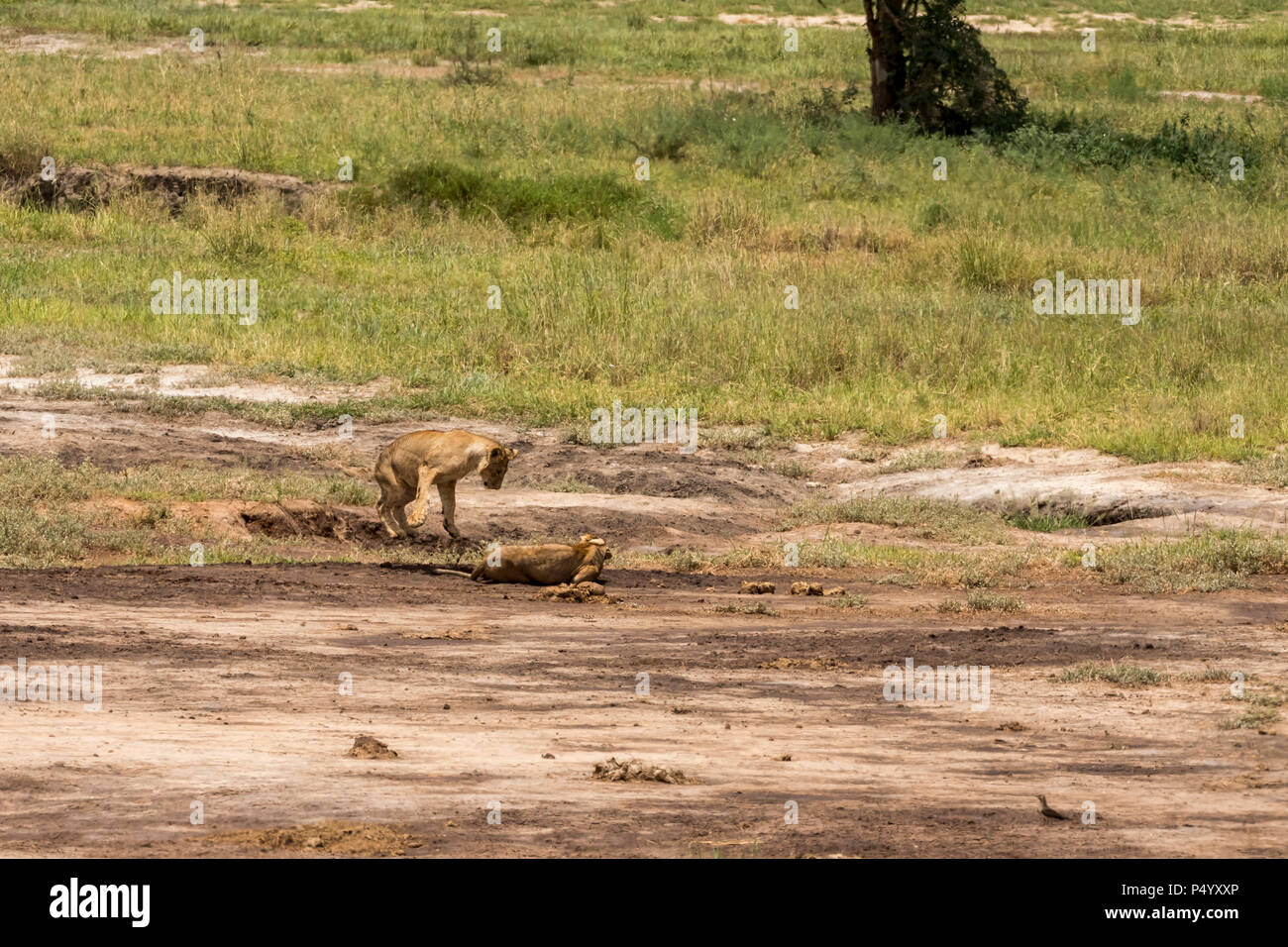 L'African Lion (Panthera leo) fierté de jouer dans la savane au parc national de Tarangire, Tanzanie Banque D'Images