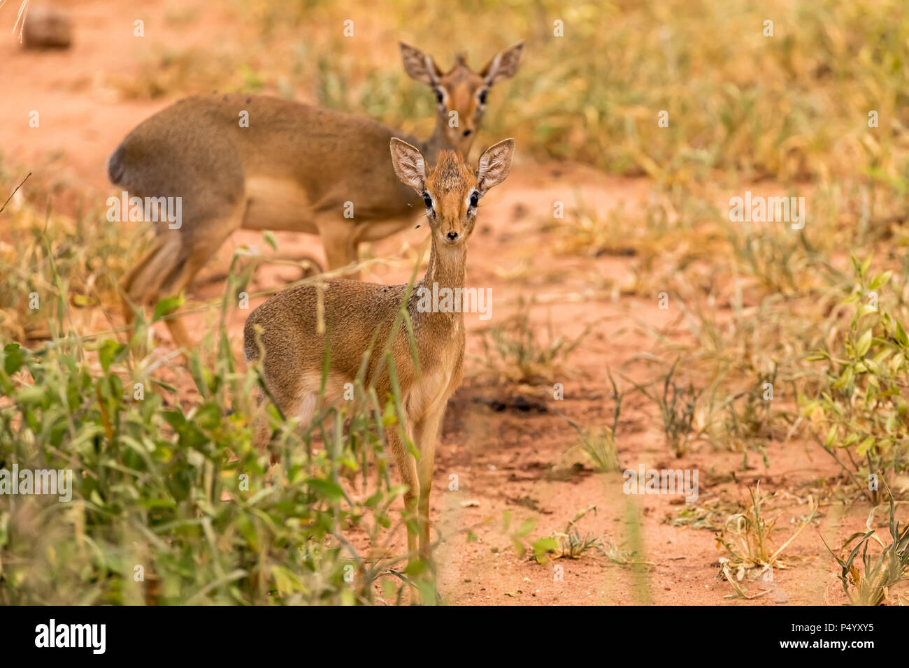 Kirk's Dik-Dik (Madoqua kirkii) dans la savane au parc national de Tarangire, Tanzanie Banque D'Images