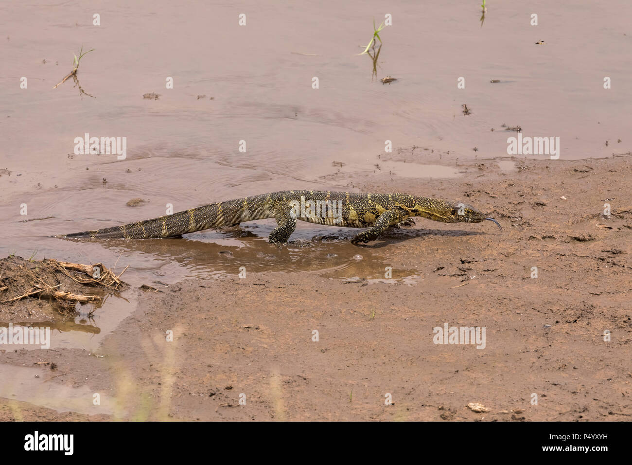 Moniteur du Nil (Varanus niloticus) marche sur la berge, dans le parc national de Tarangire, Tanzanie Banque D'Images