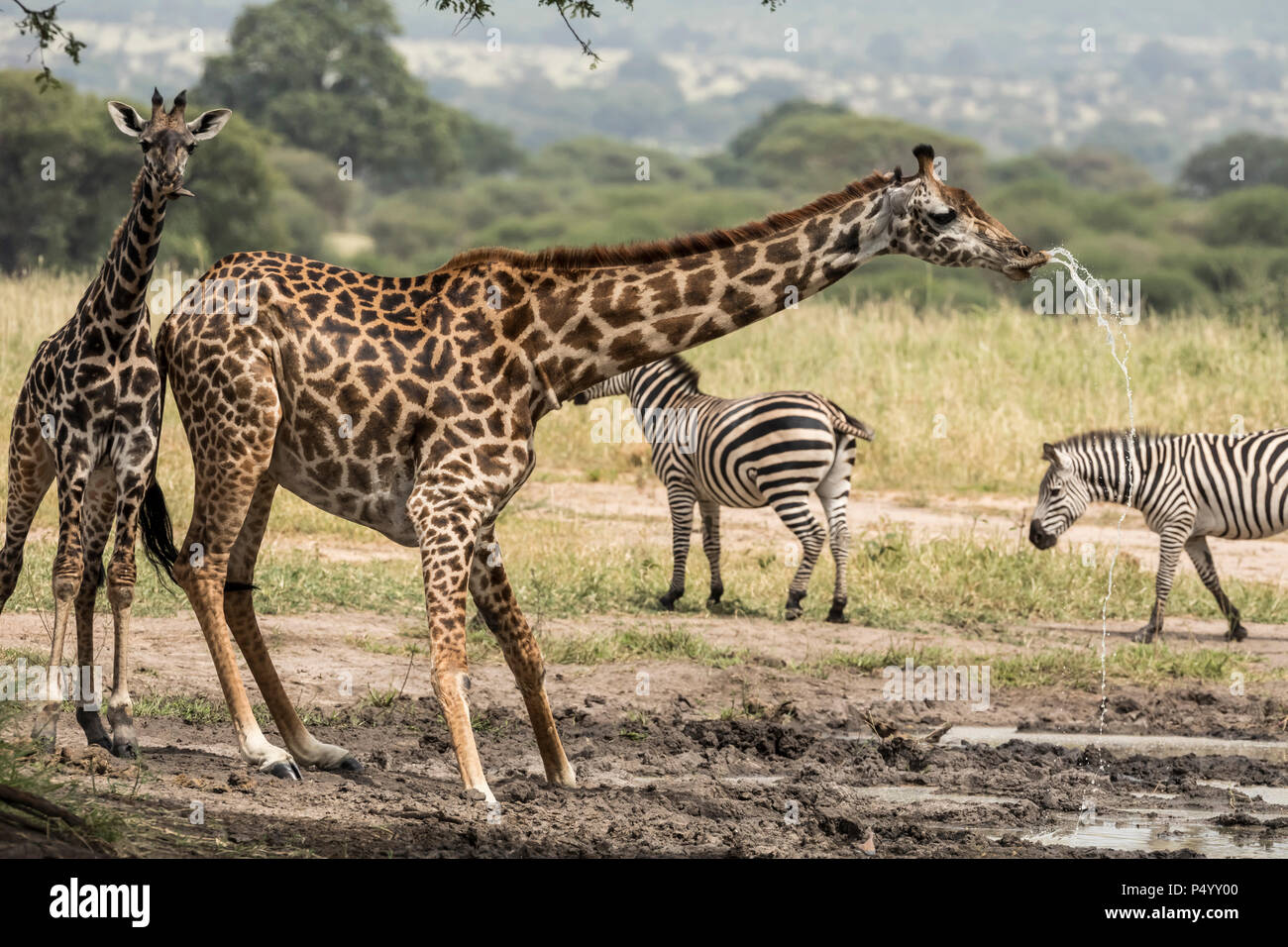Les Masais Girafe (Giraffa camelopardalis tippelskirchi) boire à un étang dans le parc national de Tarangire, Tanzanie Banque D'Images