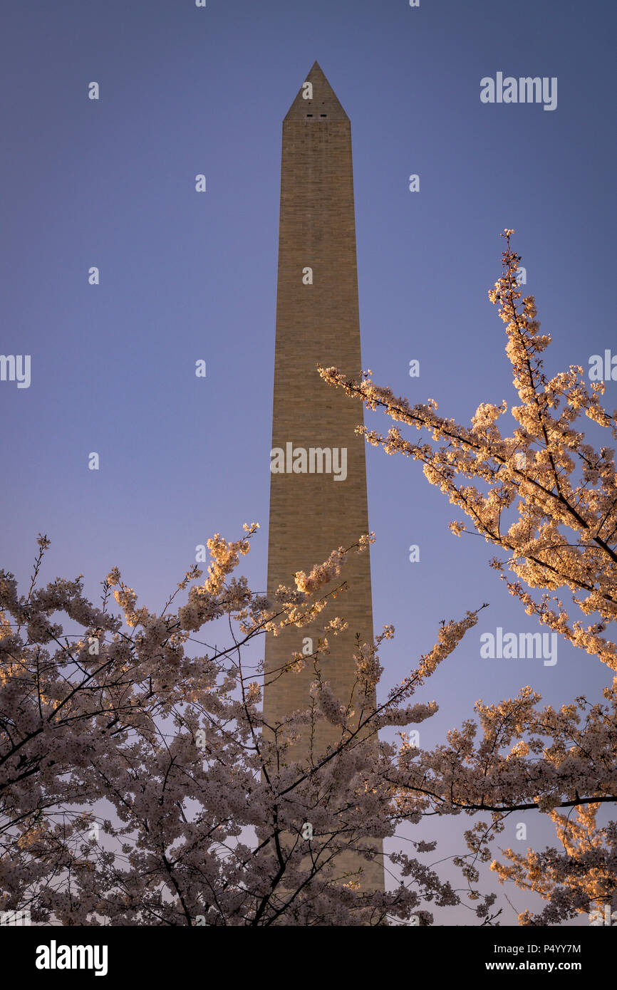Washington Monument orienté portrait encadré de fleurs de cerisier Banque D'Images