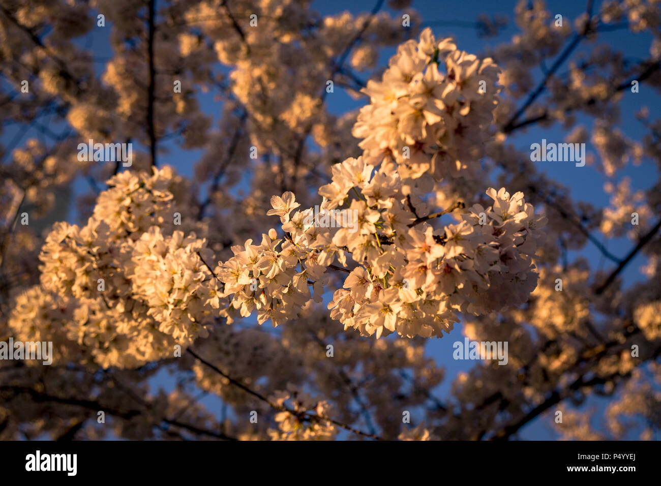 Cerisiers en fleurs à la Cherry Blossom Festival à Washington, DC Banque D'Images