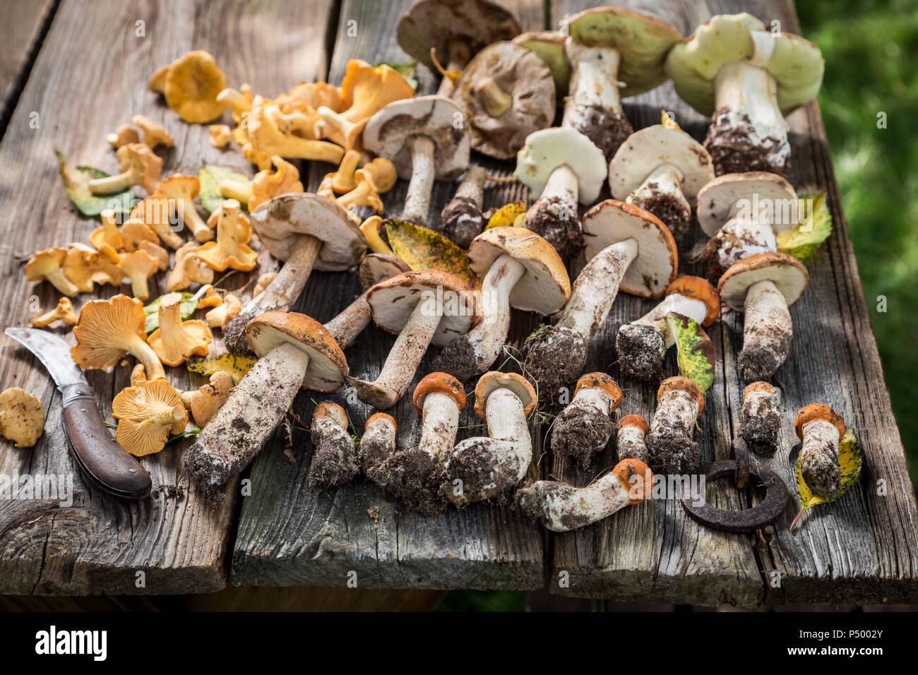 Champignons sauvages avec fougère vert de forêt sur table en bois Banque D'Images