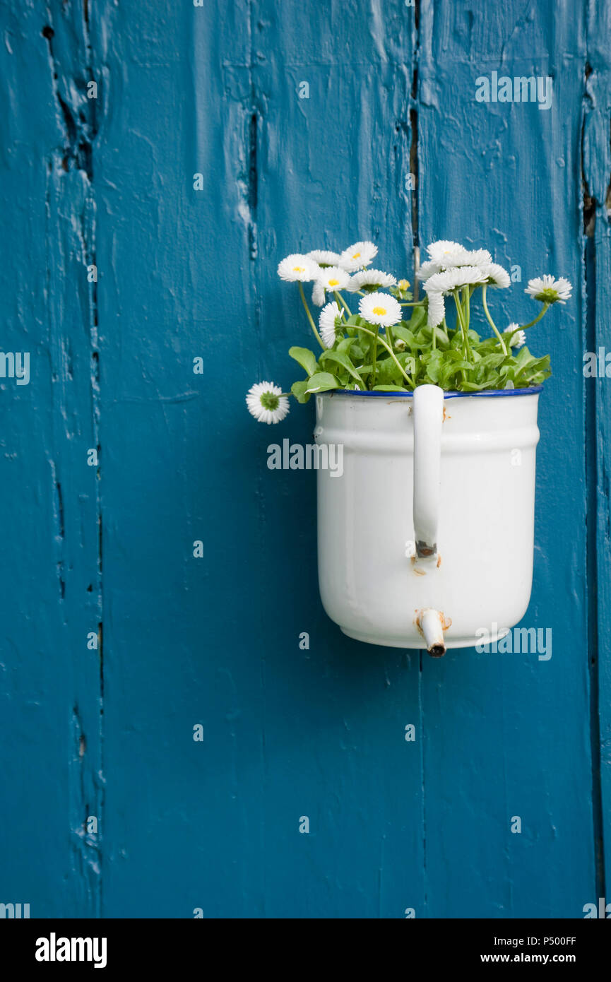 Décoration de fleurs, des marguerites blanches en pot à fleurs émail Banque D'Images