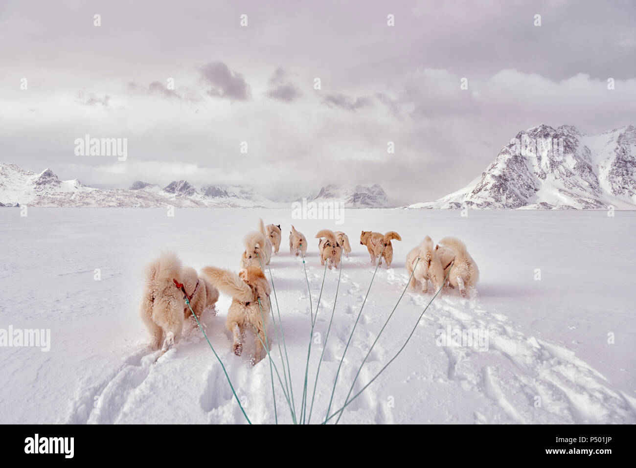 Le Groenland, Alpes, huskies Schweizerland Banque D'Images