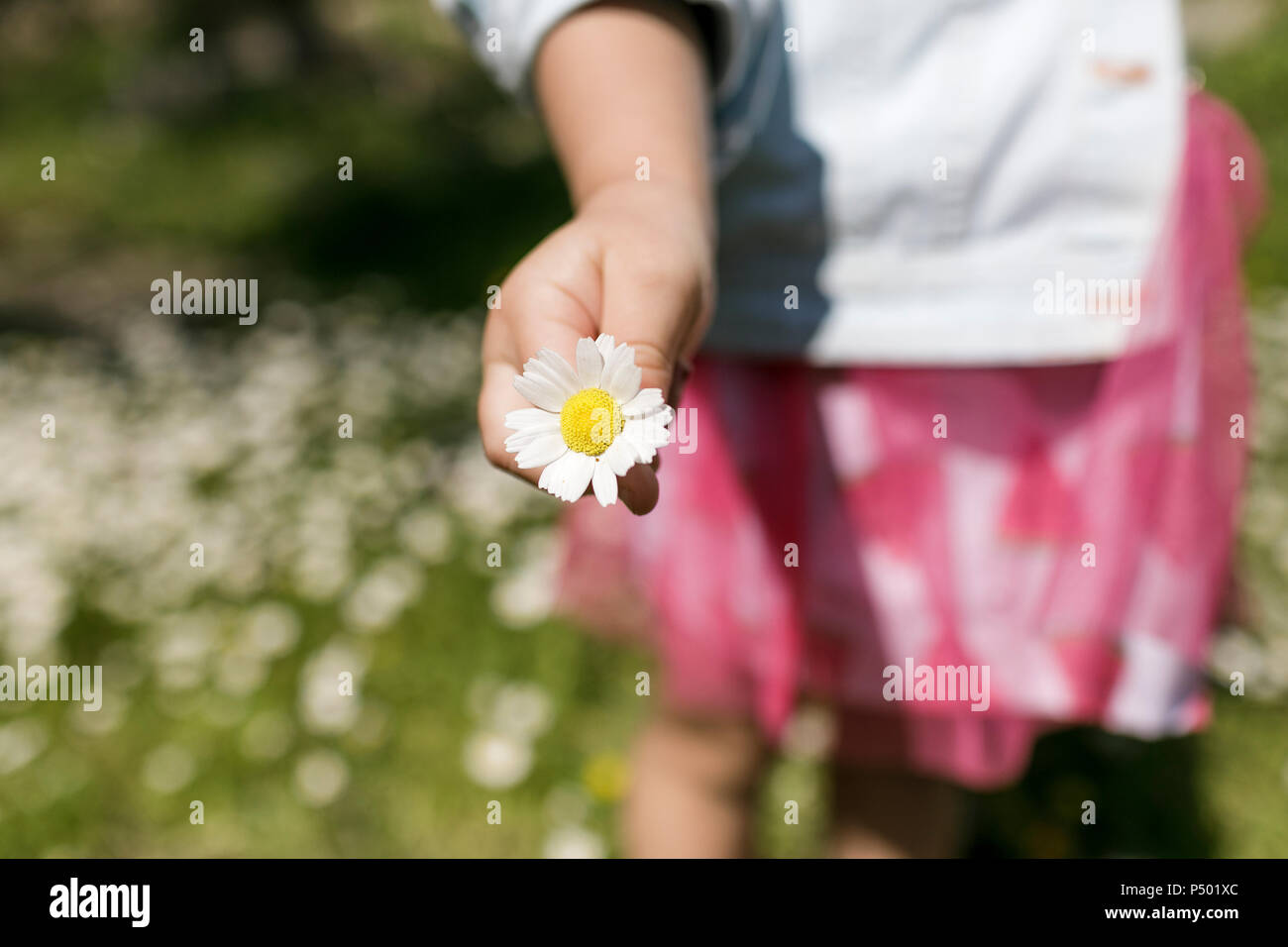 Girl's hand holding flower, close-up Banque D'Images
