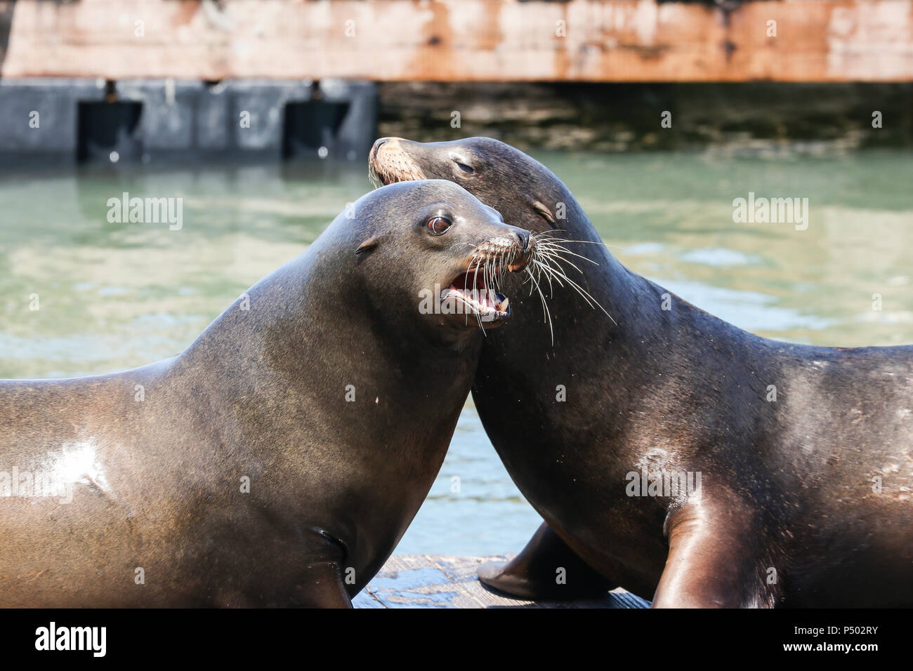 Deux Lions de mer se battre sur un radeau pour le classement. Les Lions de mer à San Francisco Fisherman's Wharf Pier 39 est devenu une attraction touristique majeure. Banque D'Images