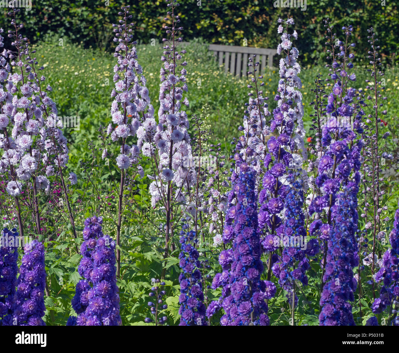 Delphinium 'Bolero' en premier plan et Delphinium Cha cha derrière Banque D'Images