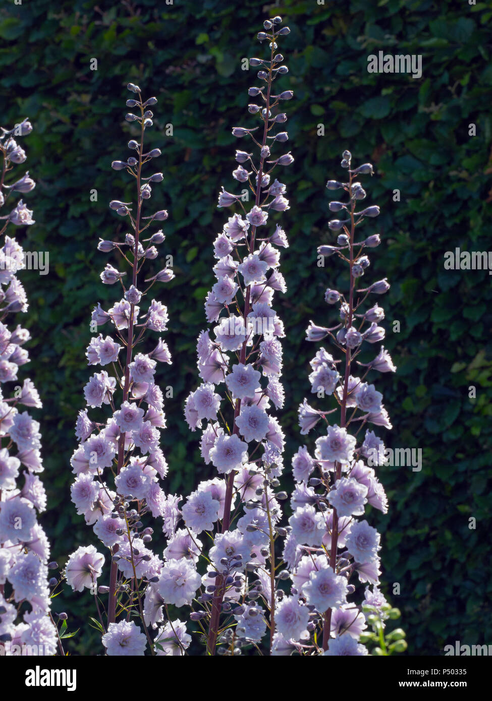 Delphinium 'Cha Cha' Banque D'Images