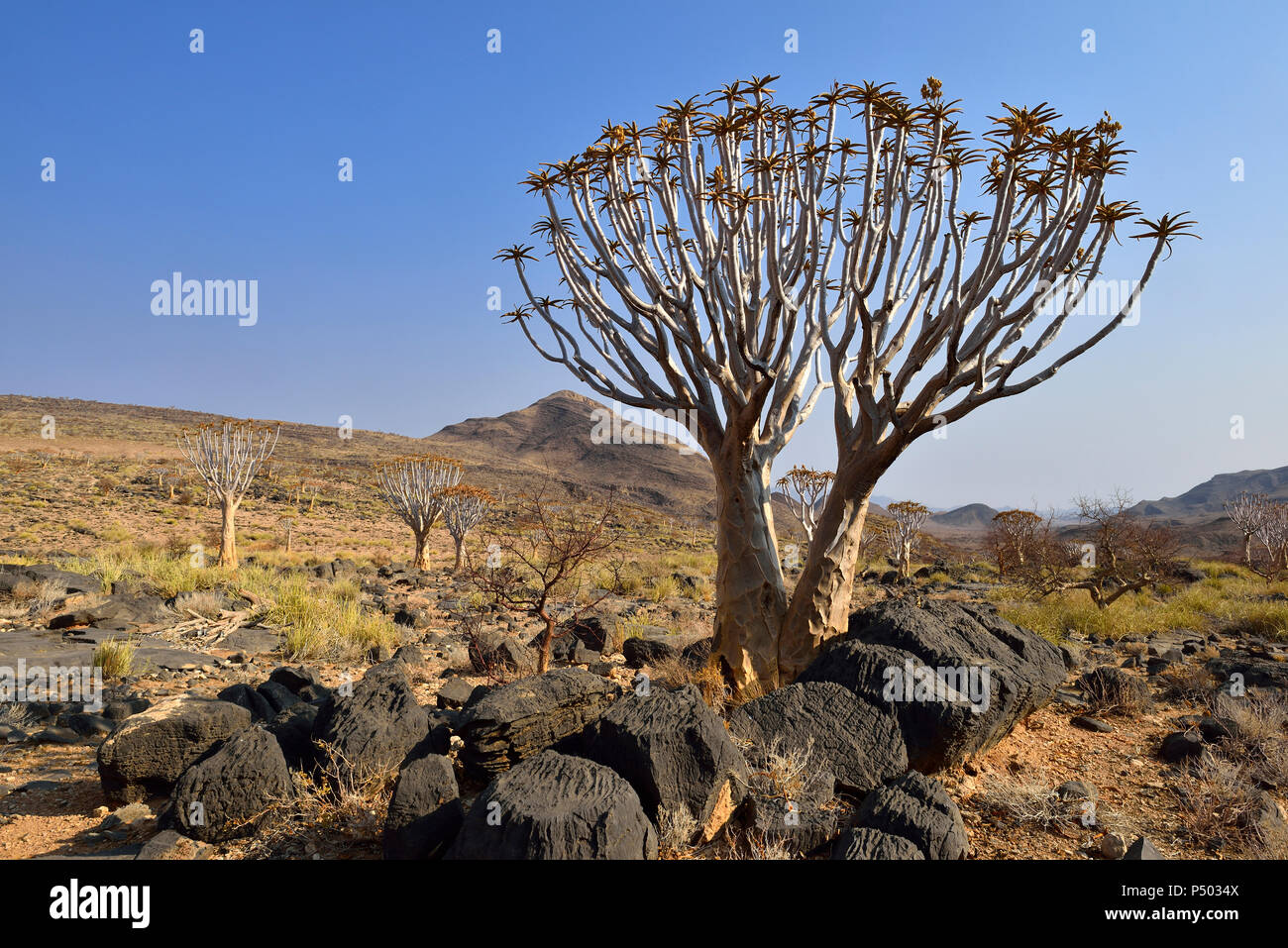 L'Afrique, la Namibie, Quiver Tree, l'Aloe dichotoma, Désert du Namib, le Namib Naukluft mountains Banque D'Images