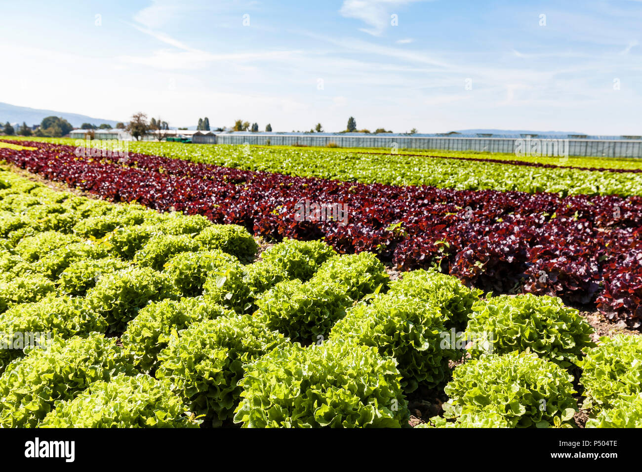 L'Allemagne, l'île de Reichenau, district de Constance, les serres et les cultures légumières Banque D'Images