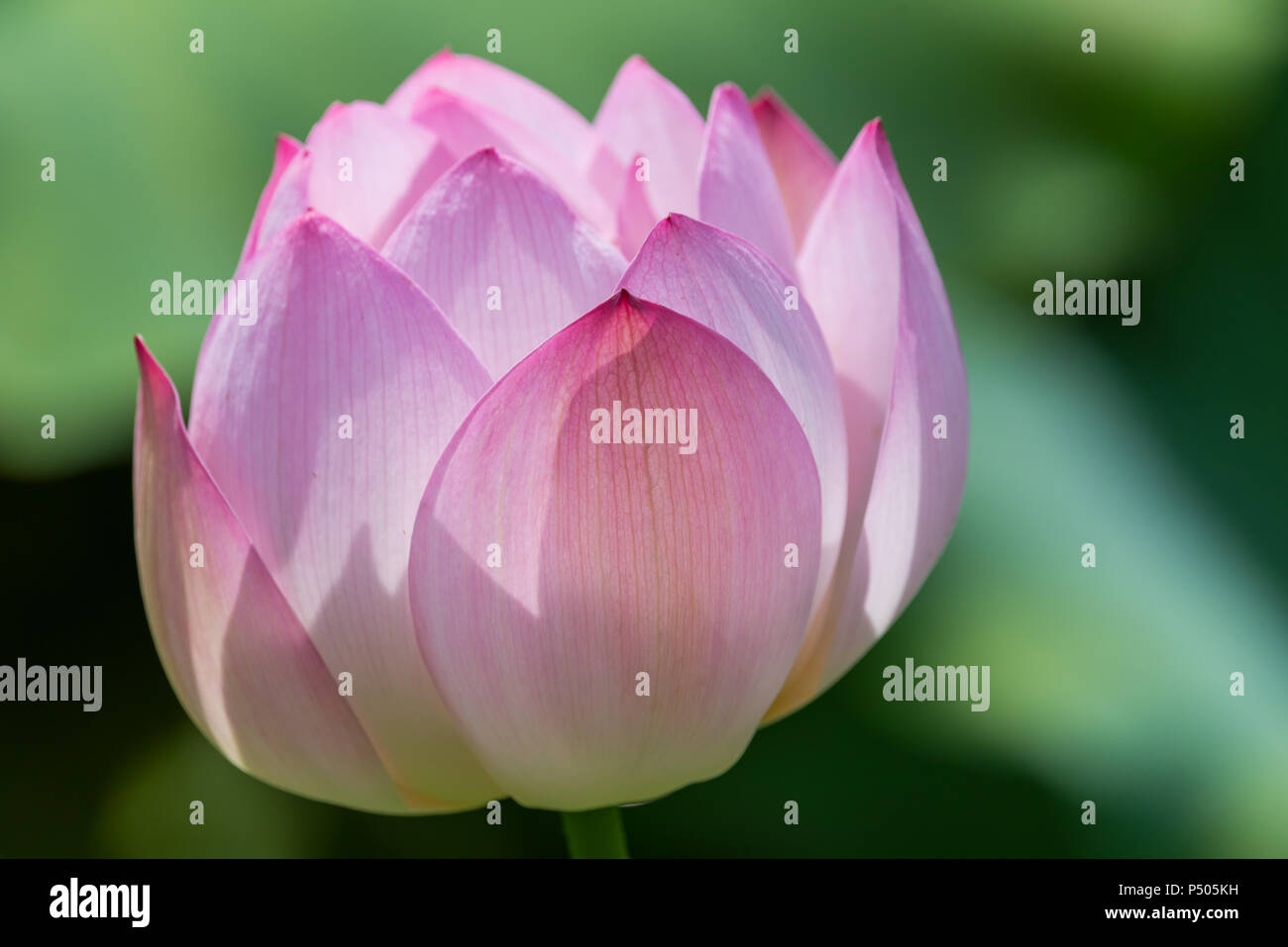 Fleur de Lotus nénuphar close-up en Chine Banque D'Images
