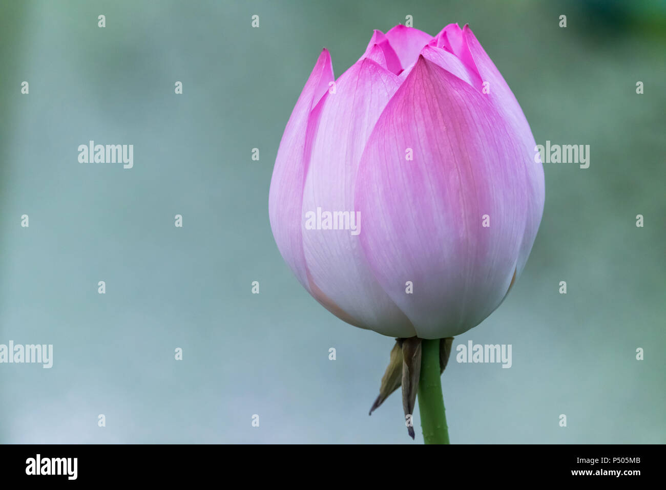 Fleur de Lotus nénuphar close-up en Chine Banque D'Images