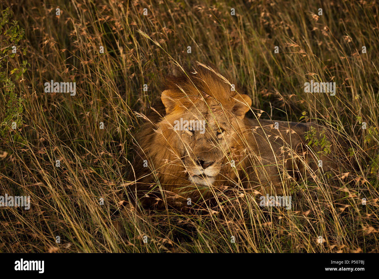 Lion mâle dans la brousse à la direction de l'appareil photo Banque D'Images