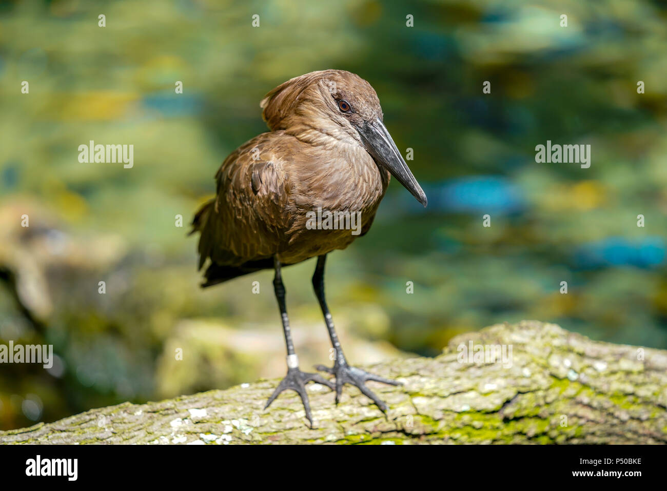 Kilimanjaro Safaris est une attraction safari au Disney's Animal Kingdom à Walt Disney World Resort à Lake Buena Vista, en Floride. Banque D'Images