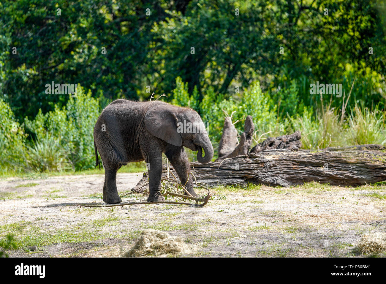 Kilimanjaro Safaris est une attraction safari au Disney's Animal Kingdom à Walt Disney World Resort à Lake Buena Vista, en Floride. Banque D'Images