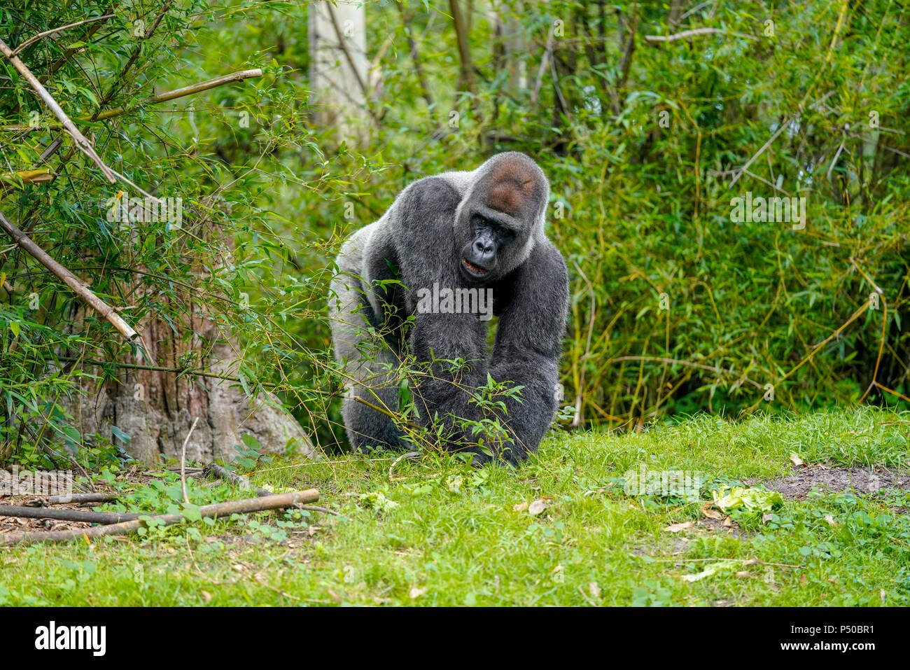 Gorilla - Kilimanjaro Safaris est une attraction safari au Disney's Animal Kingdom à Walt Disney World Resort à Lake Buena Vista, en Floride. Banque D'Images