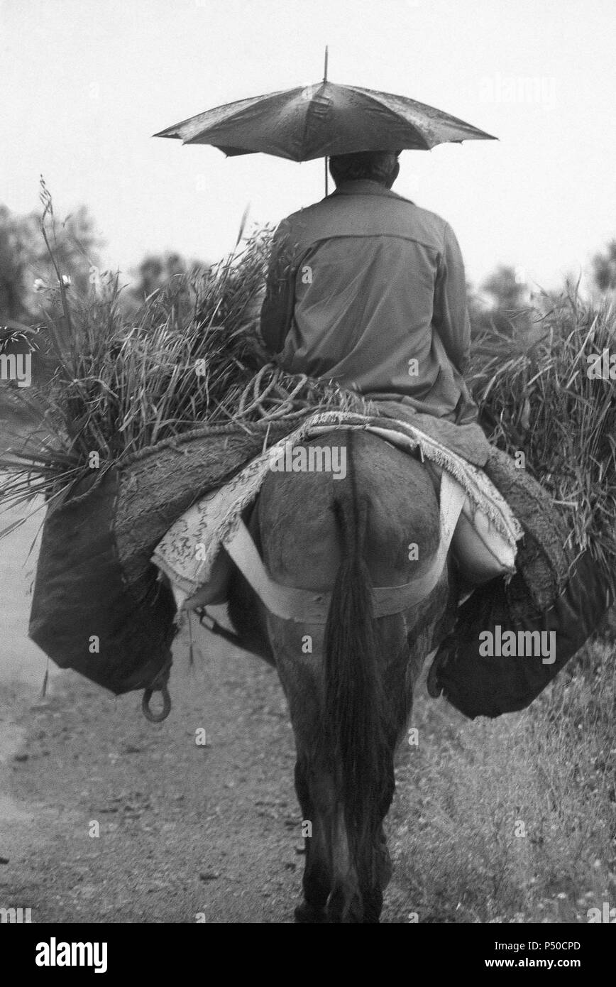 SOCIEDAD RURAL. ESPAÑA. Hombre un reins de un asno, protegiéndose de la lluvia con un paraguas. Provincia Sevilla. L'Andalousie. España. Banque D'Images