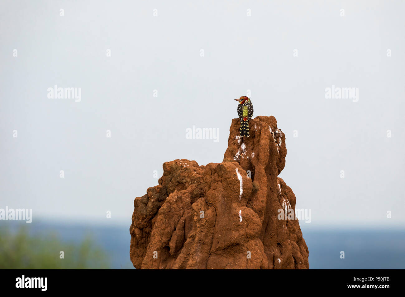 Le rouge-et-jaune Barbet (Trachyphonus erythrocephalus) perché sur une termitière dans Parc national de Tarangire, Tanzanie Banque D'Images