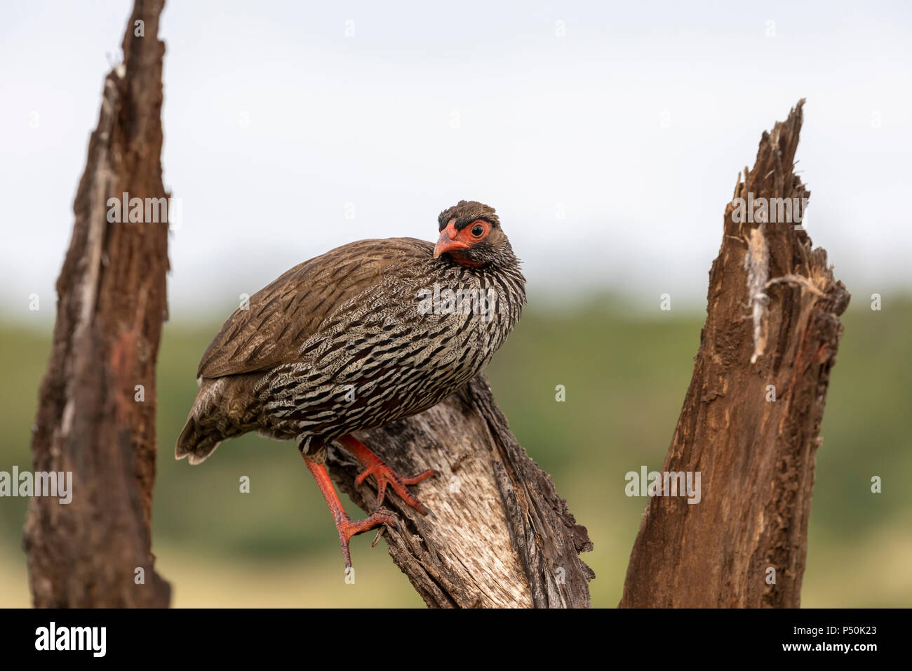 Francolin à bec rouge Red-necked (Francolinus afer) perché sur une souche dans le parc national de Tarangire, Tanzanie Banque D'Images