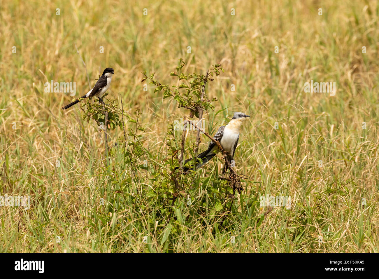 Great Spotted Cuckoo (Clamator glandarius) et à longue queue migratrice (Lanius cabanisi financière) perché sur un buisson dans Parc national de Tarangire, Tanzanie Banque D'Images