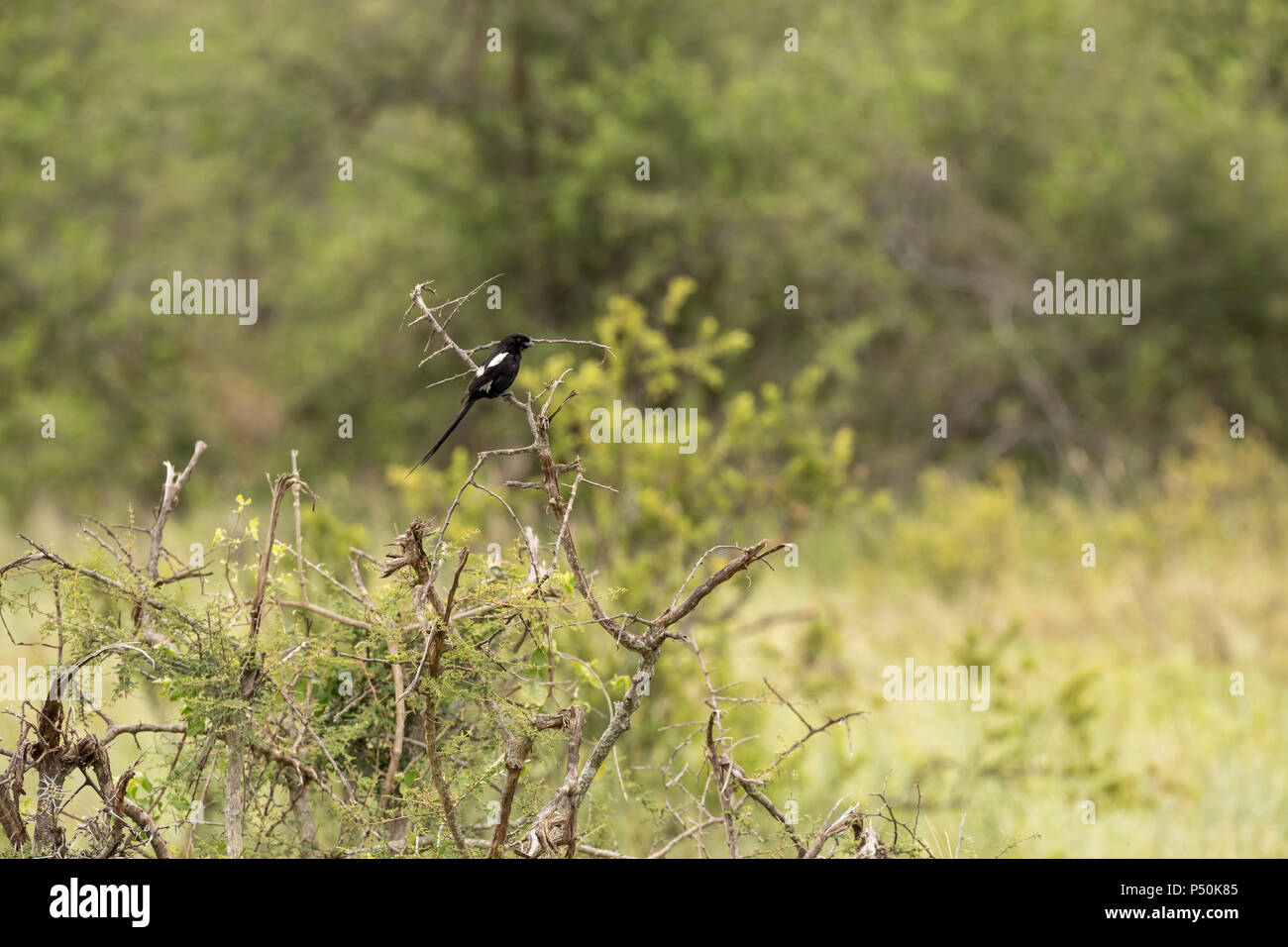 Pie-grièche grise (Urolestes melanoleucus) perché sur un buisson dans Parc national de Tarangire, Tanzanie Banque D'Images