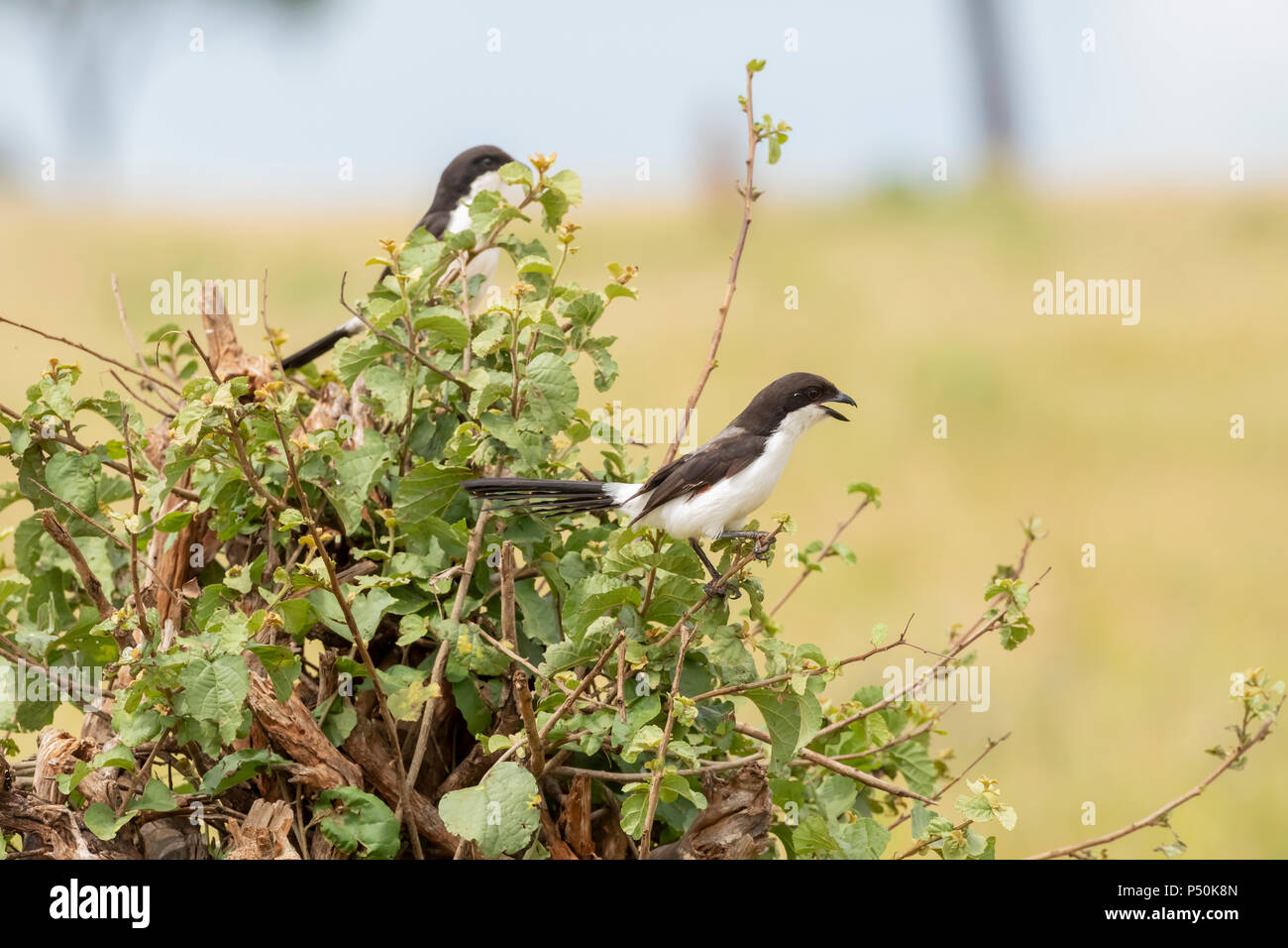 Exercice Long-tailed Shrike (Lanius cabanisi) paire perché dans un buisson dans Parc national de Tarangire, Tanzanie Banque D'Images
