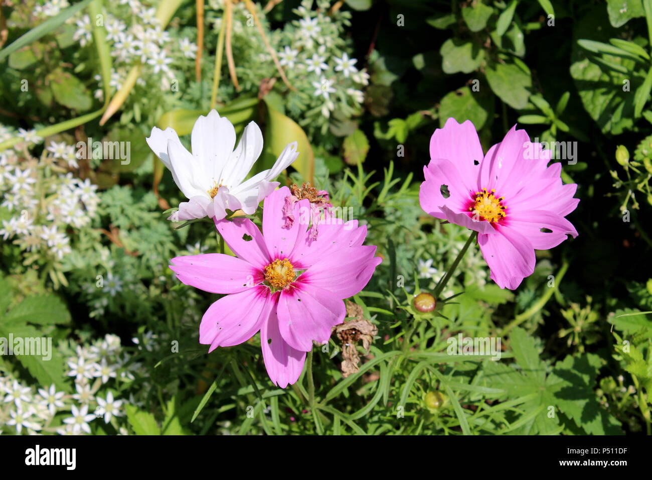 Cosmos bipinnatus cosmos ou le jardin ou mexicain lumineux aster Mauve et  blanc demi-vivace fleurs pleinement avec les feuilles pointues, fleurs  séchées Photo Stock - Alamy