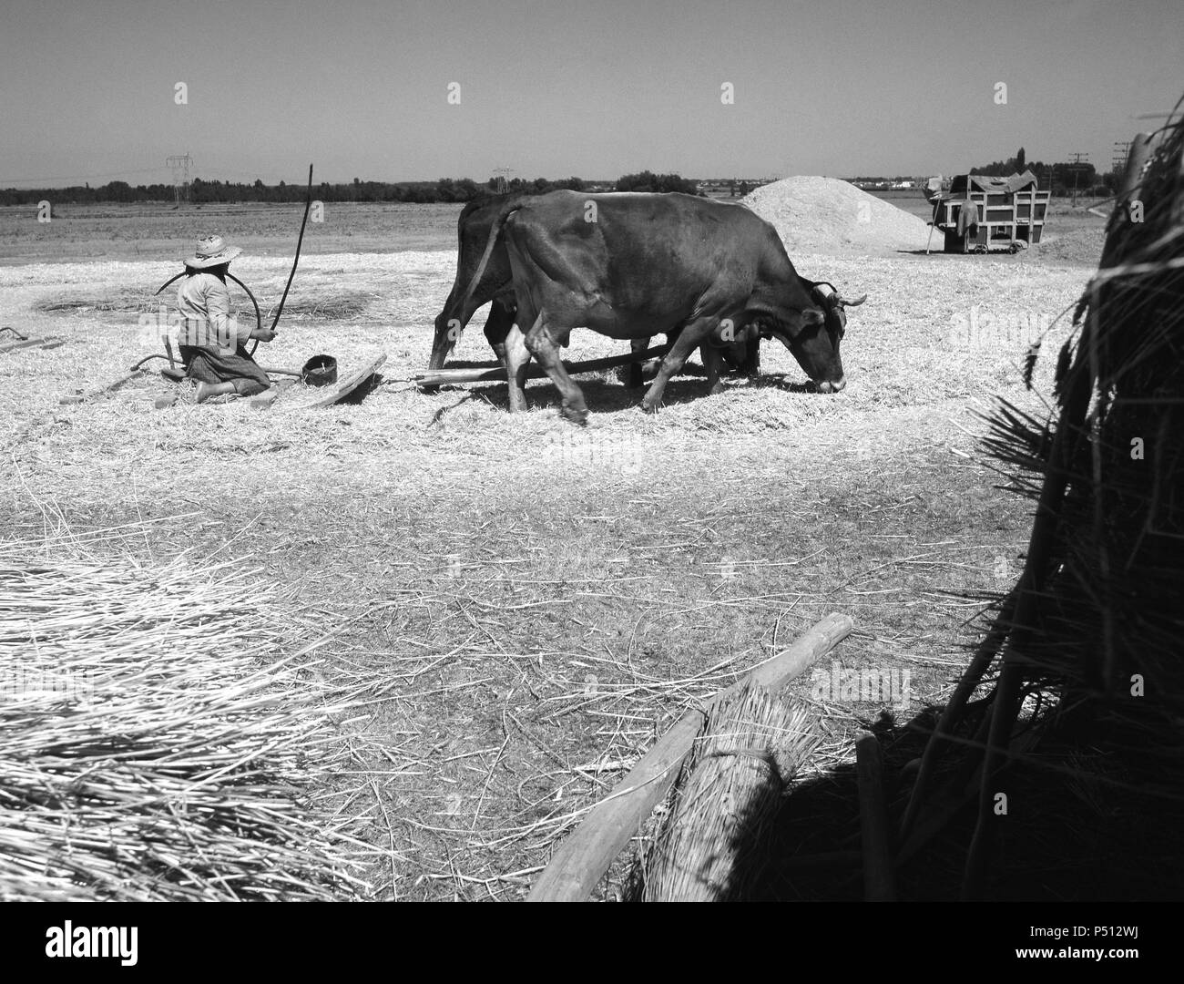HISTORIA. ESPAÑA RURAL. Década cincuenta años. Aggressive Agricultor separando el grano de la paja con un trillo tirado tradicional por dos bueyes, à une époque. (TRILLA TRADICIONAL). Provincia de León. Castille-león. España. Banque D'Images