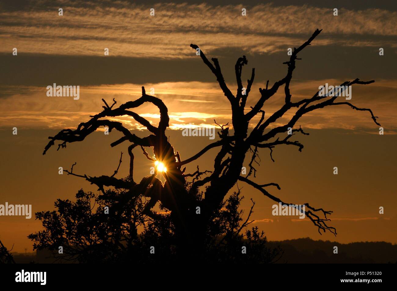 Detalle a contraluz de las ramas un árbol de al atardecer. Le Parc Naturel de Sant Llorenç del Munt i l'obac. Comarca del Vallés Occidental. Provincia de Barcelone. Cataluña. Banque D'Images