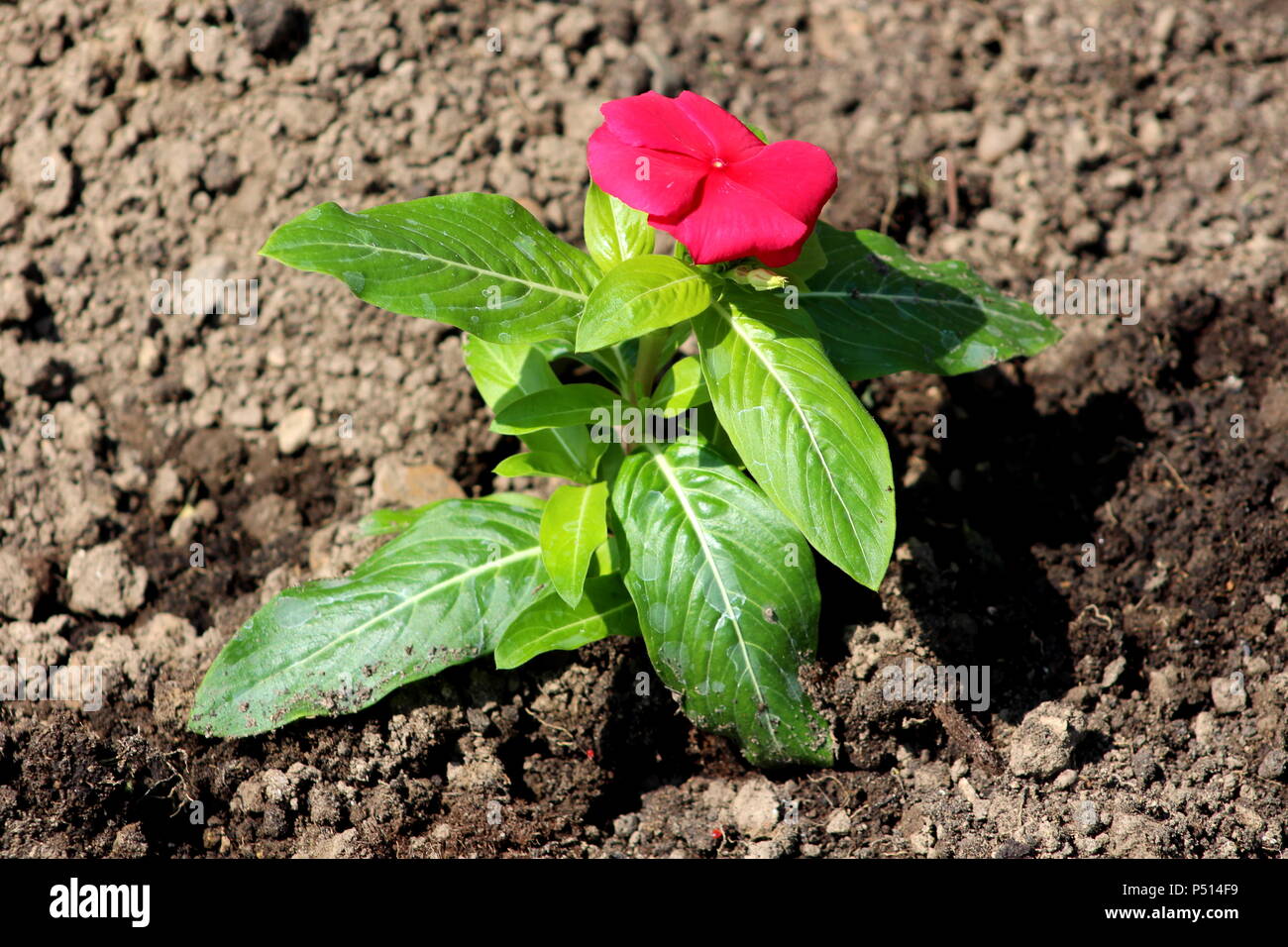 Pervenche de Madagascar ou Catharanthus roseus ou pervenche rose ou  pervenche rose fleur rouge vif avec de grosses feuilles vertes et de l'eau  fraîchement planté Photo Stock - Alamy