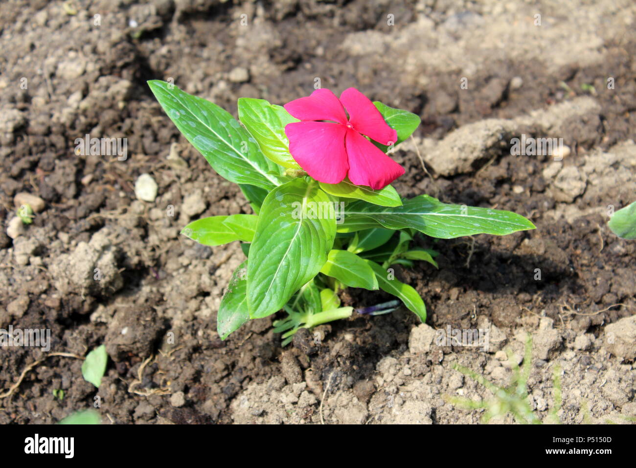 Pervenche de Madagascar ou Catharanthus roseus ou pervenche rose ou pervenche rose petite fleur pourpre avec de grosses feuilles vertes et wat fraîchement planté Banque D'Images