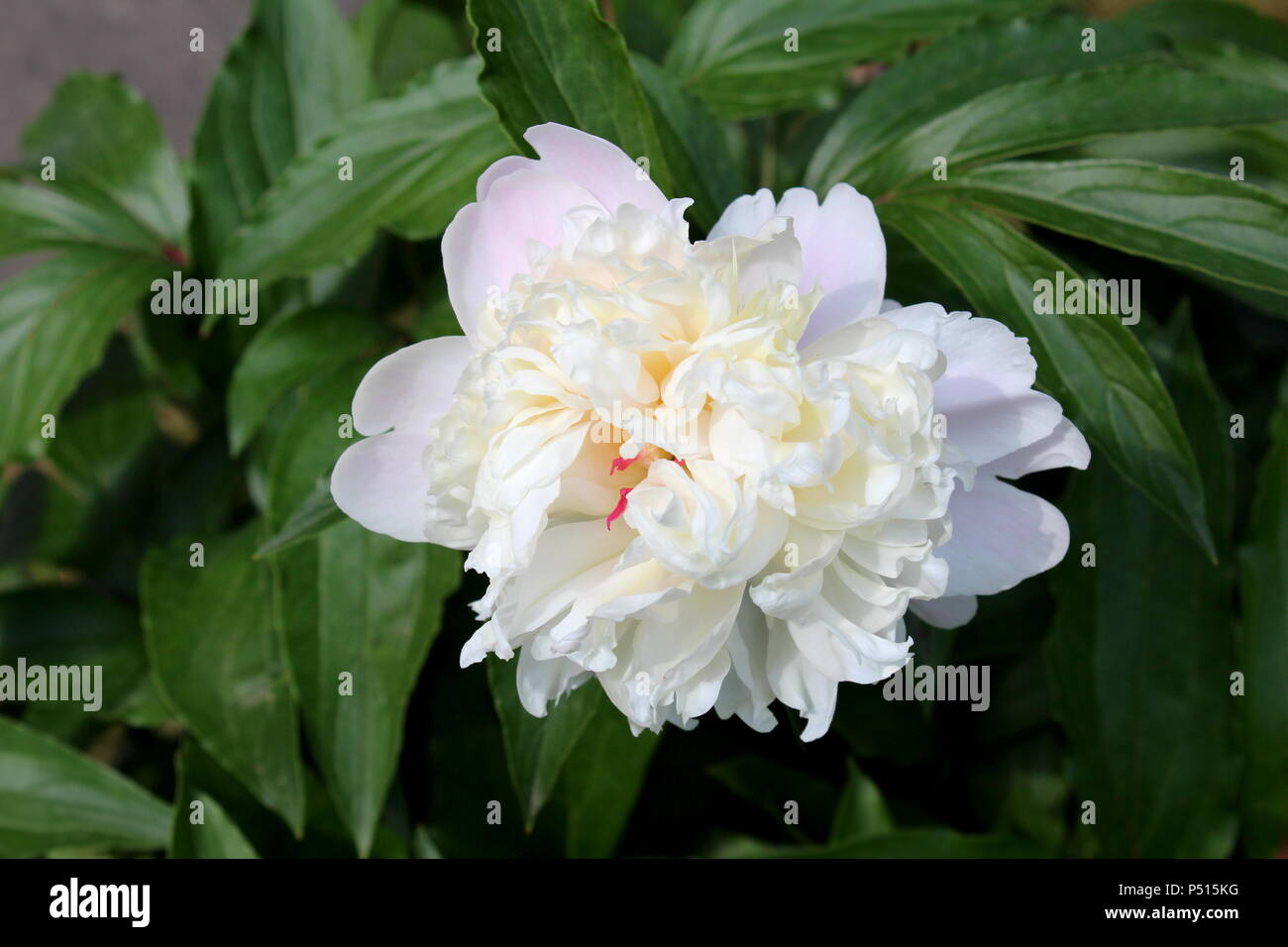 La pivoine ou la pivoine grande fleur blanche entourée d'une épaisse couche  de feuilles vertes au jardin local sur chaude journée ensoleillée Photo  Stock - Alamy