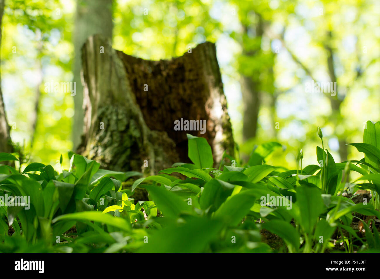 Souche d'arbre inmagic forêt verte Banque D'Images