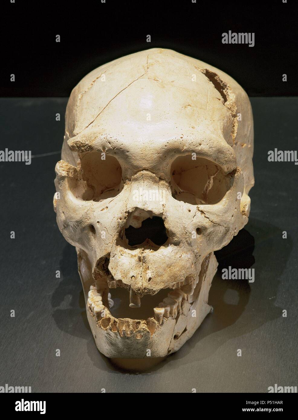 L'Homo heidelbergensis. Numéro 5 du crâne. Découverte dans la fosse des os de l'emplacement de Atapuerca (Espagne). Du Pléistocène moyen européen. Atapuerca. L'Espagne. Banque D'Images